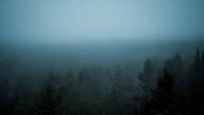 A foggy Swedish forest.