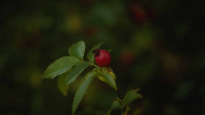Single rose hip - Digital PR is All About Small Numbers