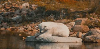 Polar Bear in Spring