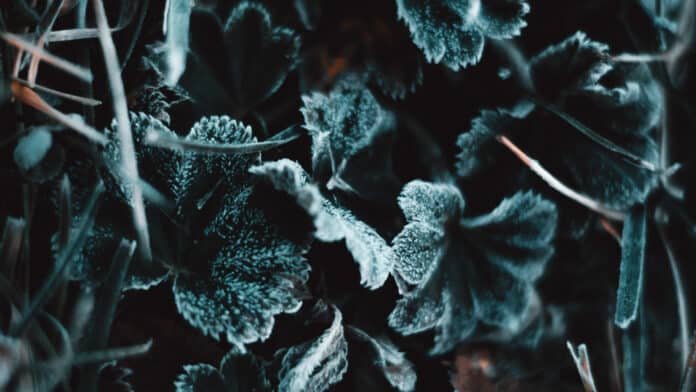 Small and frosty leaves.