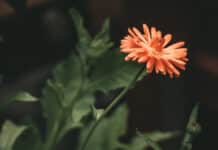 This is a picture of an orange flower.