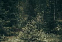 Forest Therapy - Pine Tree