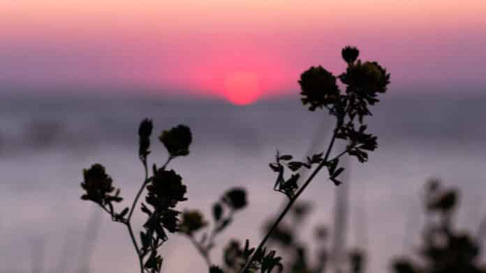 Dark flowers and a red sunset