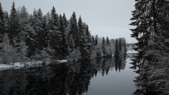 A still river surrounded by pine trees in winter.