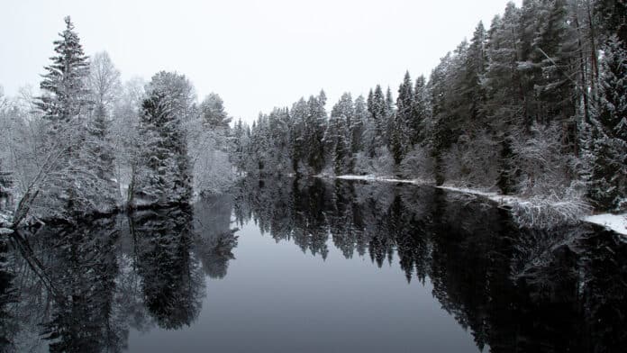 A winter river in Sweden with snowy pine trees.