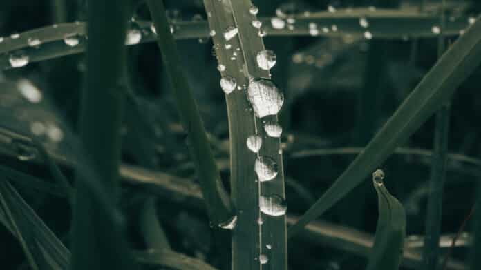 Shiny water droplets on blades of grass.