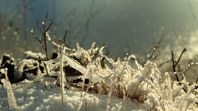 Grass entangled in snow.