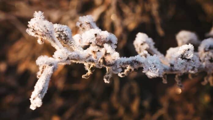 Frosty branch.