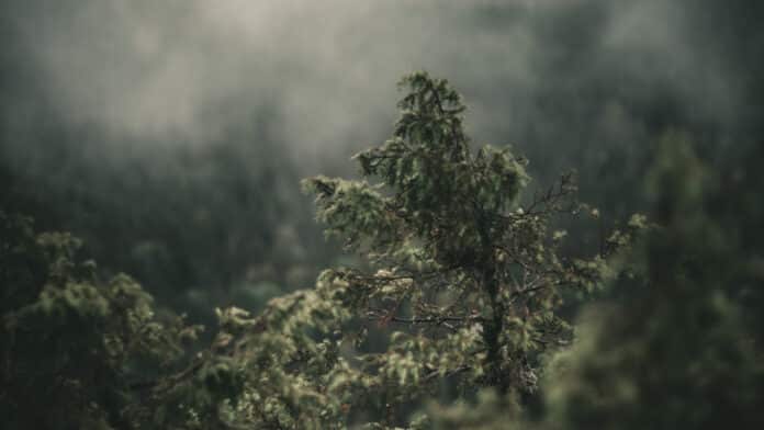 Foggy tree landscape.