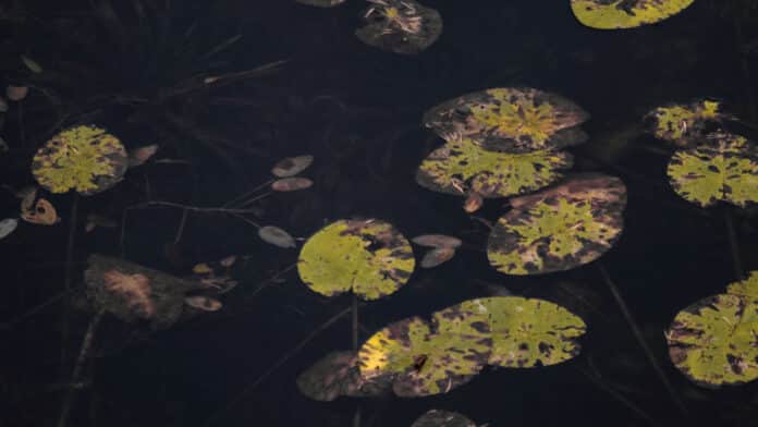 Lily pads on a dark lake.
