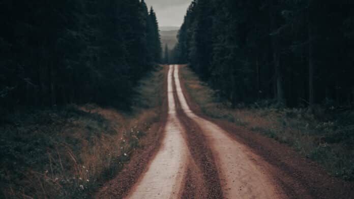 Lonely forest dirt road.
