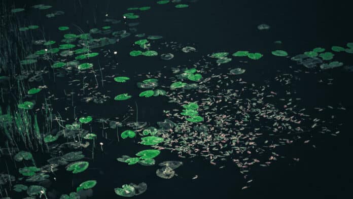 Floating leaves on the river.