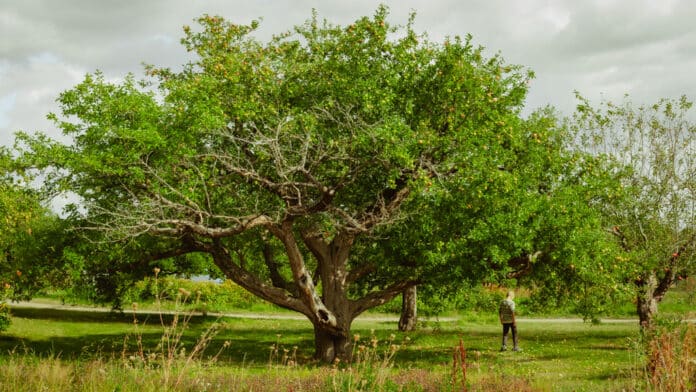 Giant apple tree.